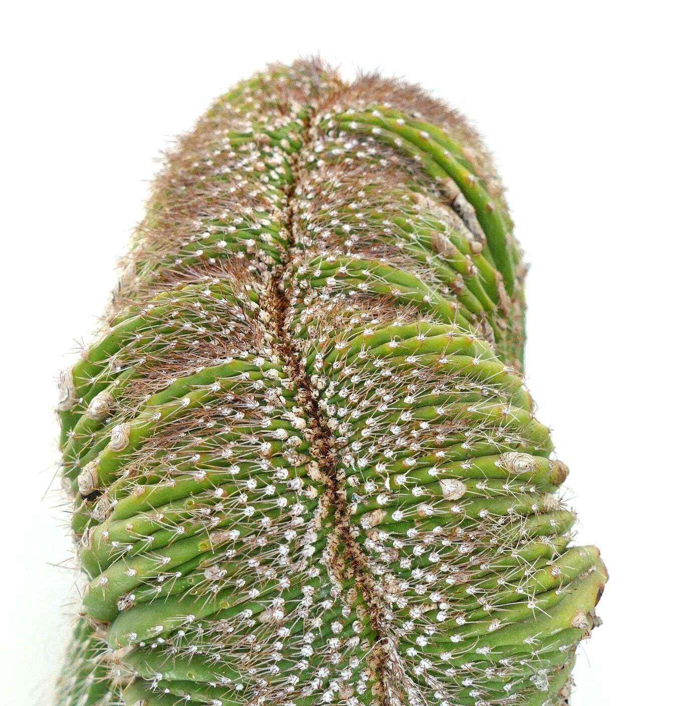 Carnegiea polylopha SAGUARO CRESTED 56x30cm – OLD SPECIMEN