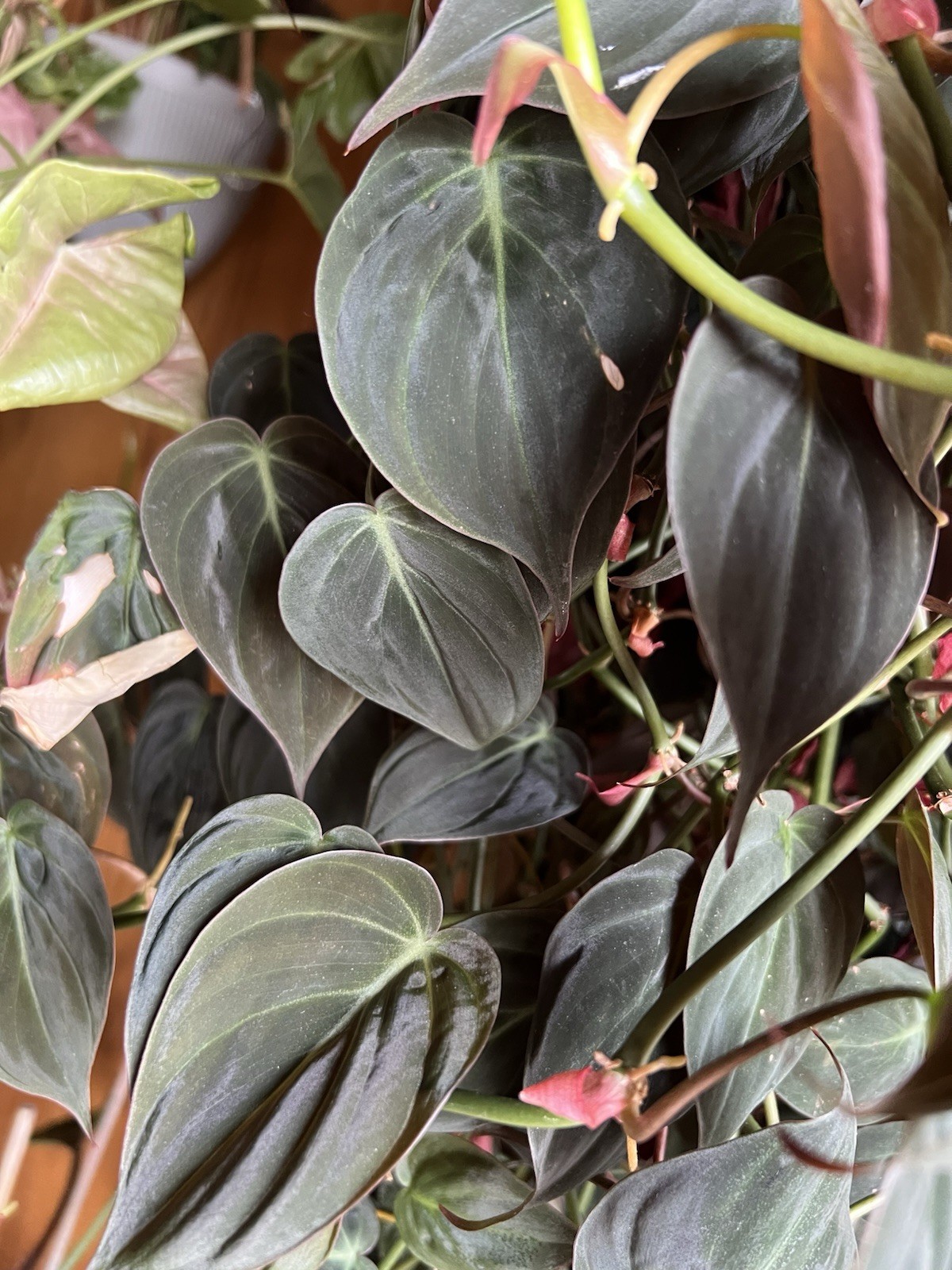Bundle of 8 Unrooted Plant Cuttings – Philodendron, Pothos Varieties