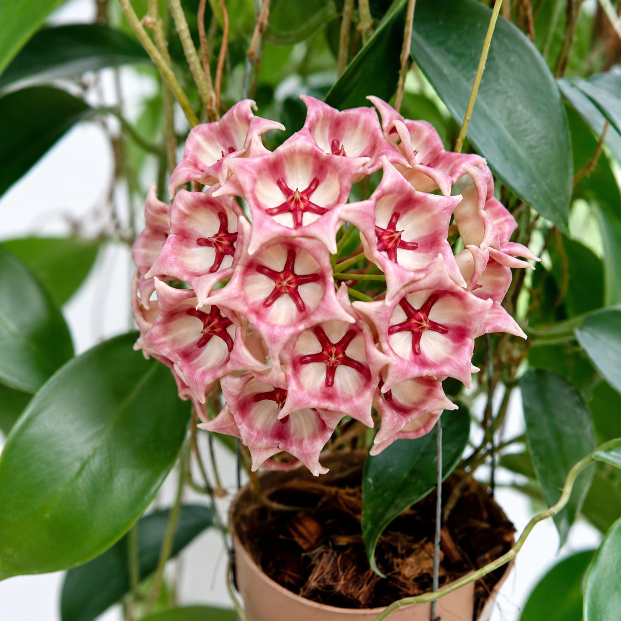 Hoya archboldiana pink Rare Variegated, Real Picture, Aroid Houseplant