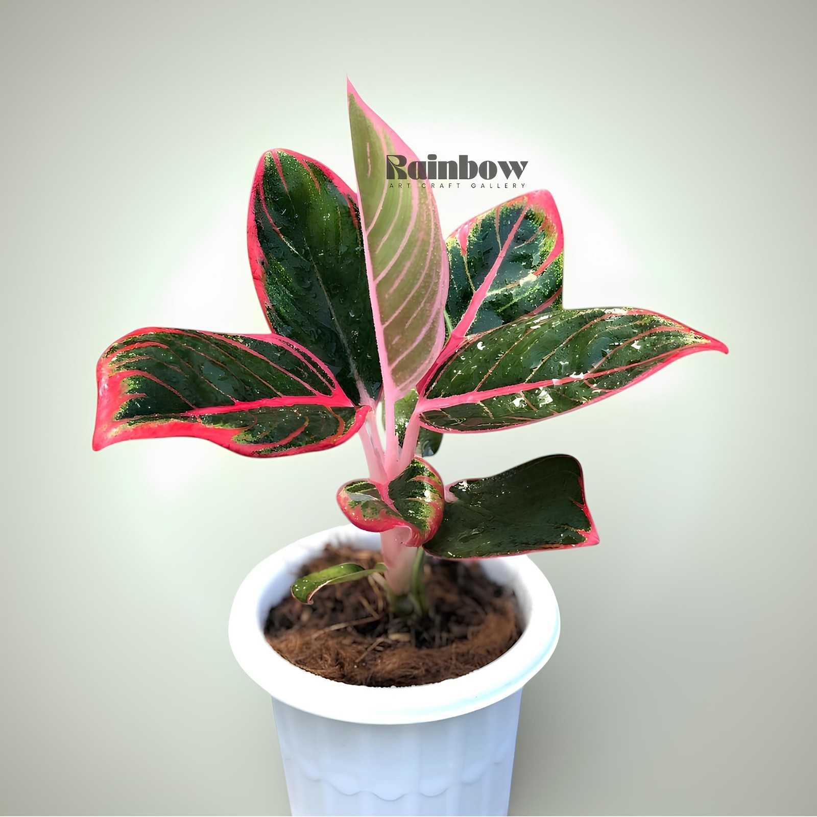 Aglaonema Khanza Beatiful Ornamental Plant