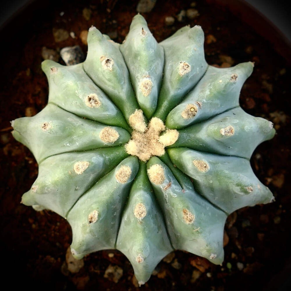 Ferocactus glaucescens cv URASAKI (HACCP4) – Blue barrel cactus | Glaucous barre