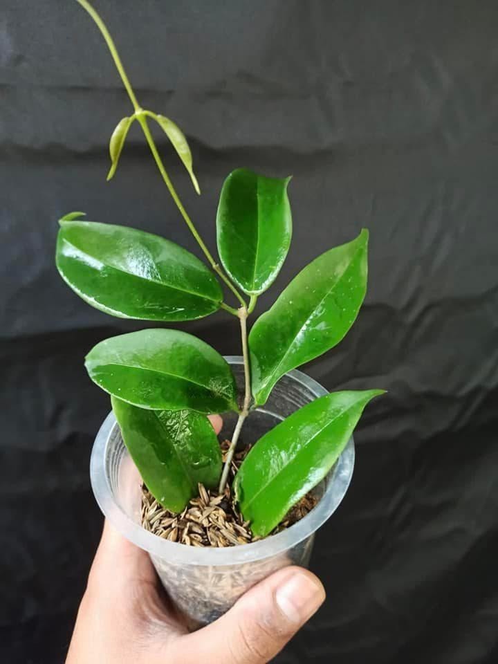Hoya Evelinae Sp Papua Rare Tropical Wax Plant