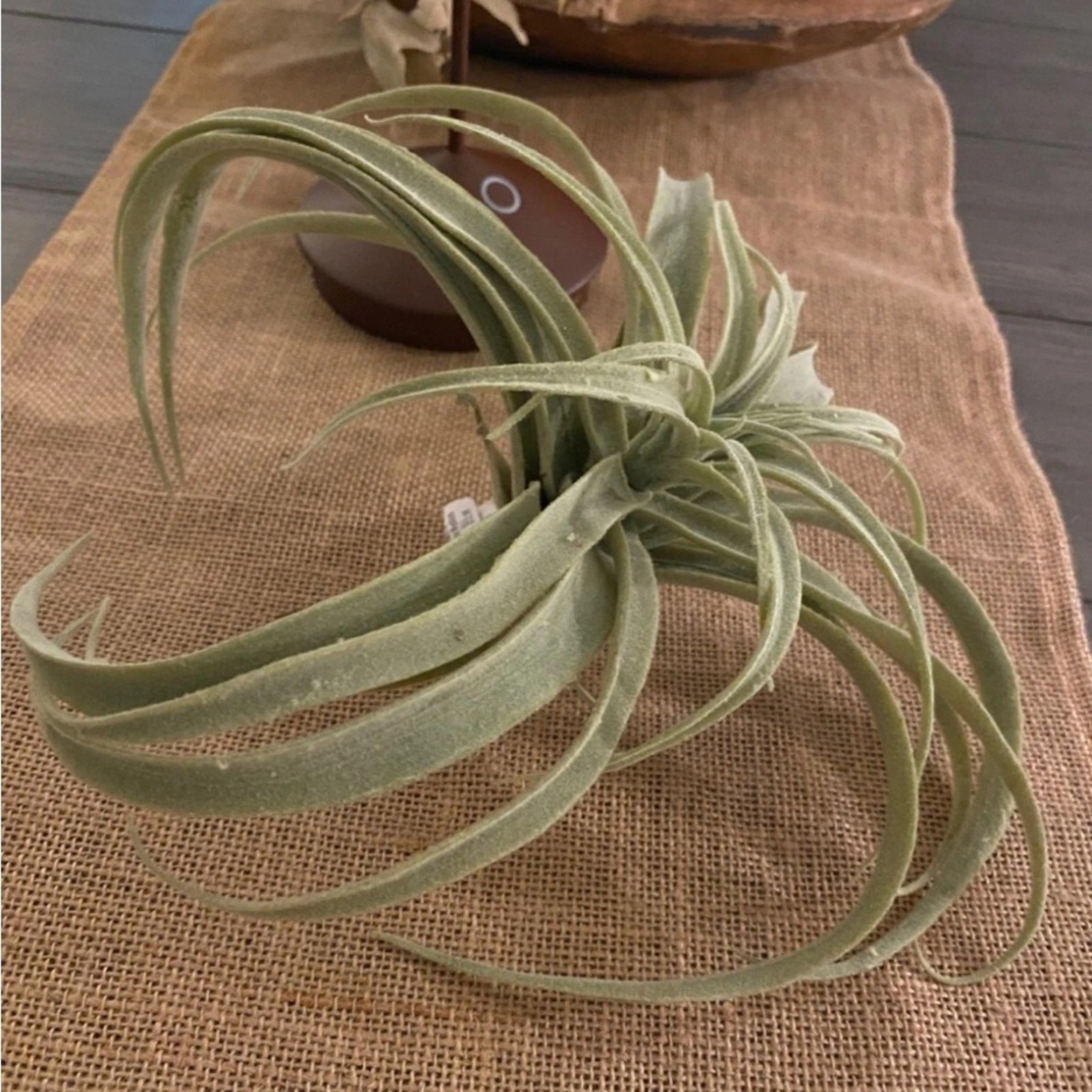 NEW POTTERY BARN Soft Mint Green Faux Air Plant Tillandsia Table Decor Display
