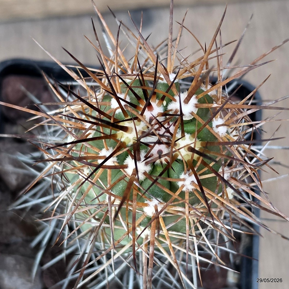 D3423 COPIAPOA PENDULINA pot10-H11-W5,5 cm MaMa Cactus