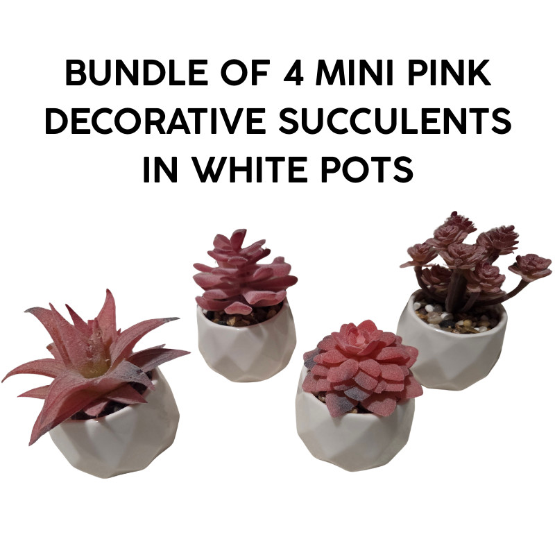 Bundle Of 4 Mini Pink Succulents in White Pots