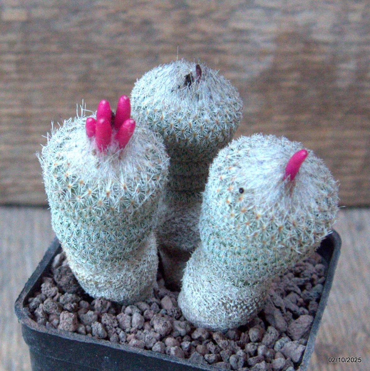 D6820 EPITHELANTHA MICROMERIS pot7-H7-W7 cm MaMa Cactus