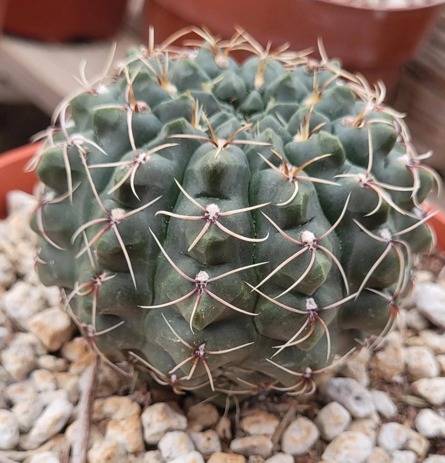 Gymnocalycium baldianum Chin Cactus Cactus Cacti Succulent Real Live Plant