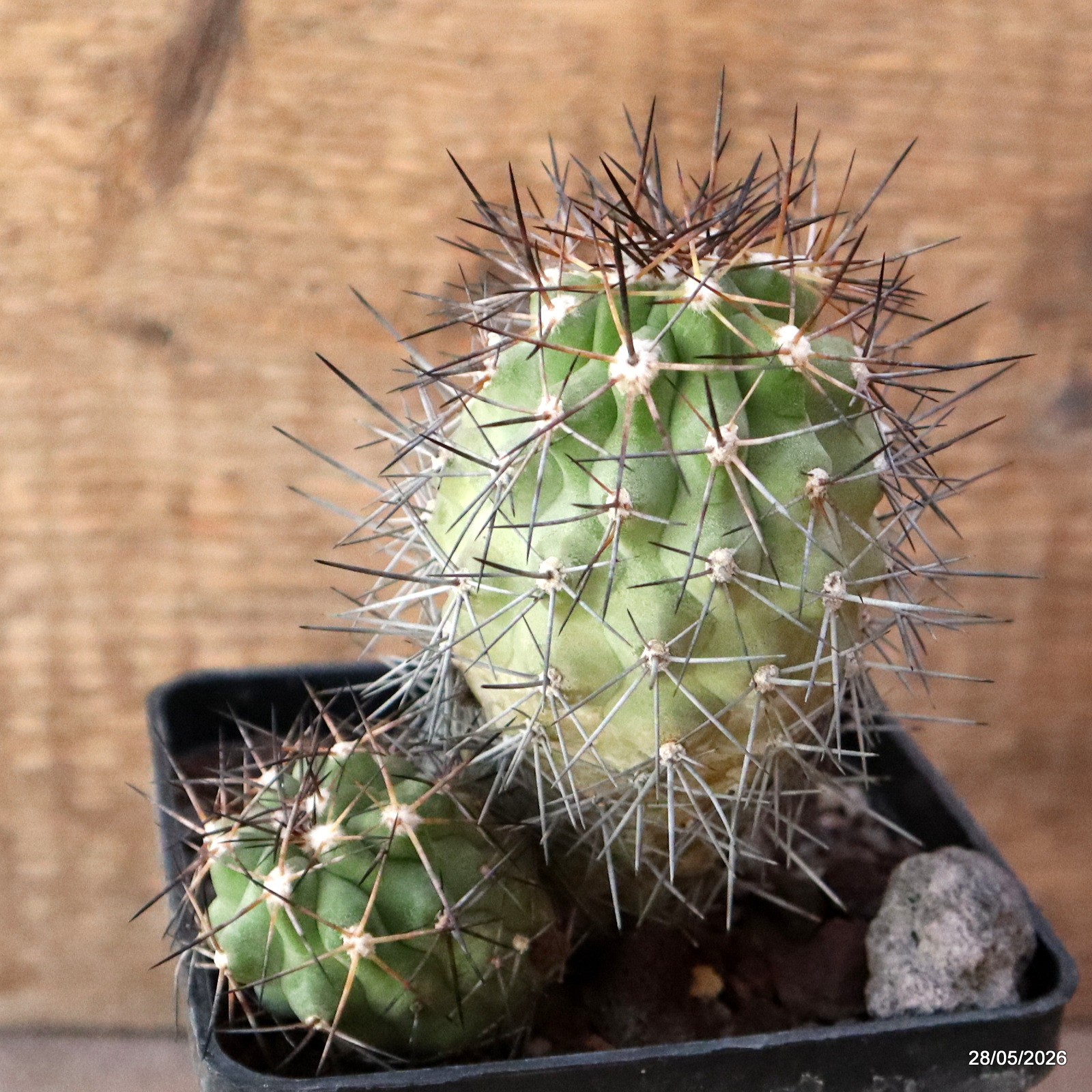 D3458 COPIAPOA TOCOPILLANA pot10-H11,5-W11 cm MaMa Cactus
