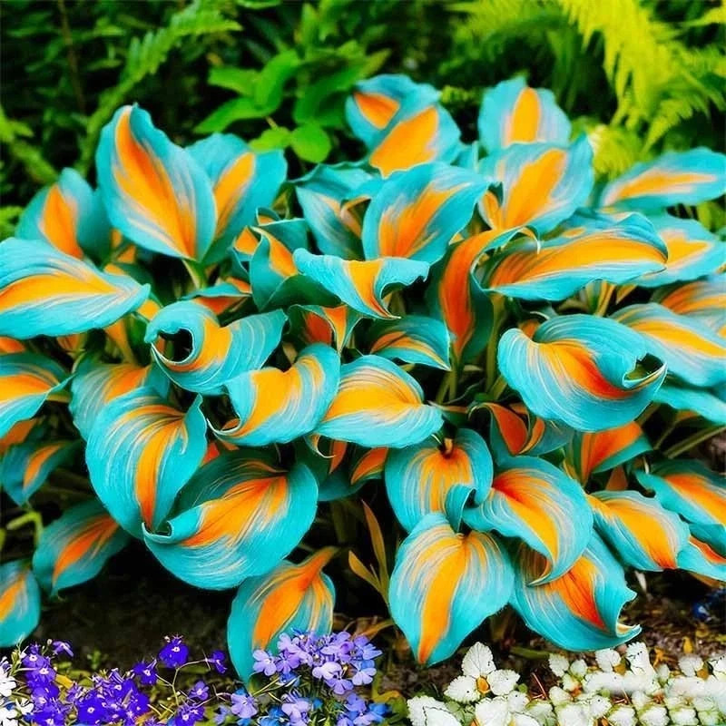 400Pcs Perennial Hosta Seed for Planting- Non-GMO Heirloom Plant Seeds Garden Ou