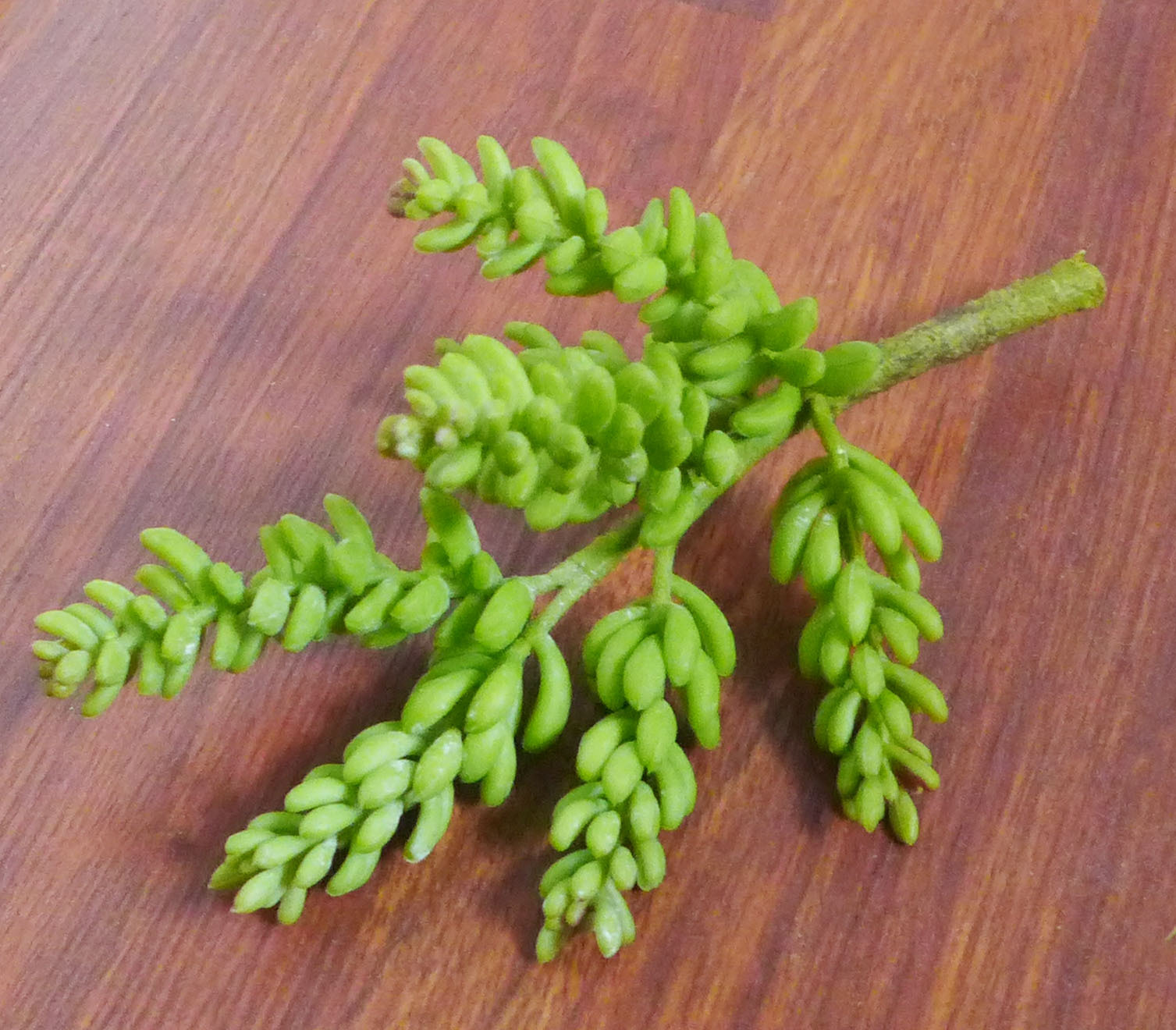Set of 4 Artificial Autumn 7 stems Yacon Succulents Plants