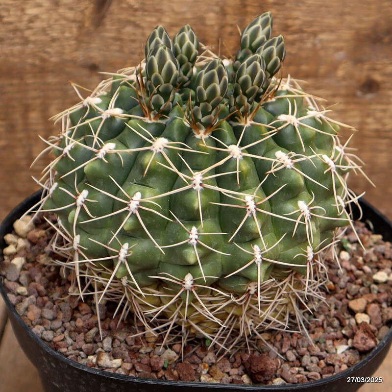 A9985 GYMNOCALYCIUM QUELIANUM pot18-H13-W14 cm MaMa Cactus
