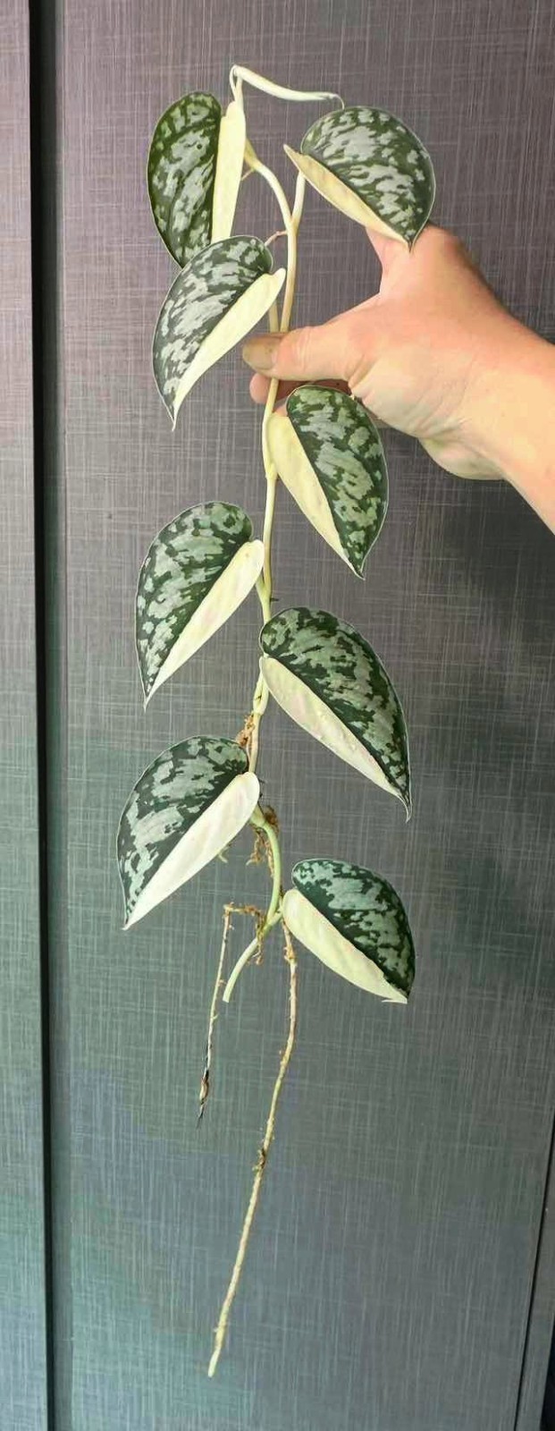 Scindapsus Mariposa, Rare Variegated, Real Picture, Aroid Houseplant