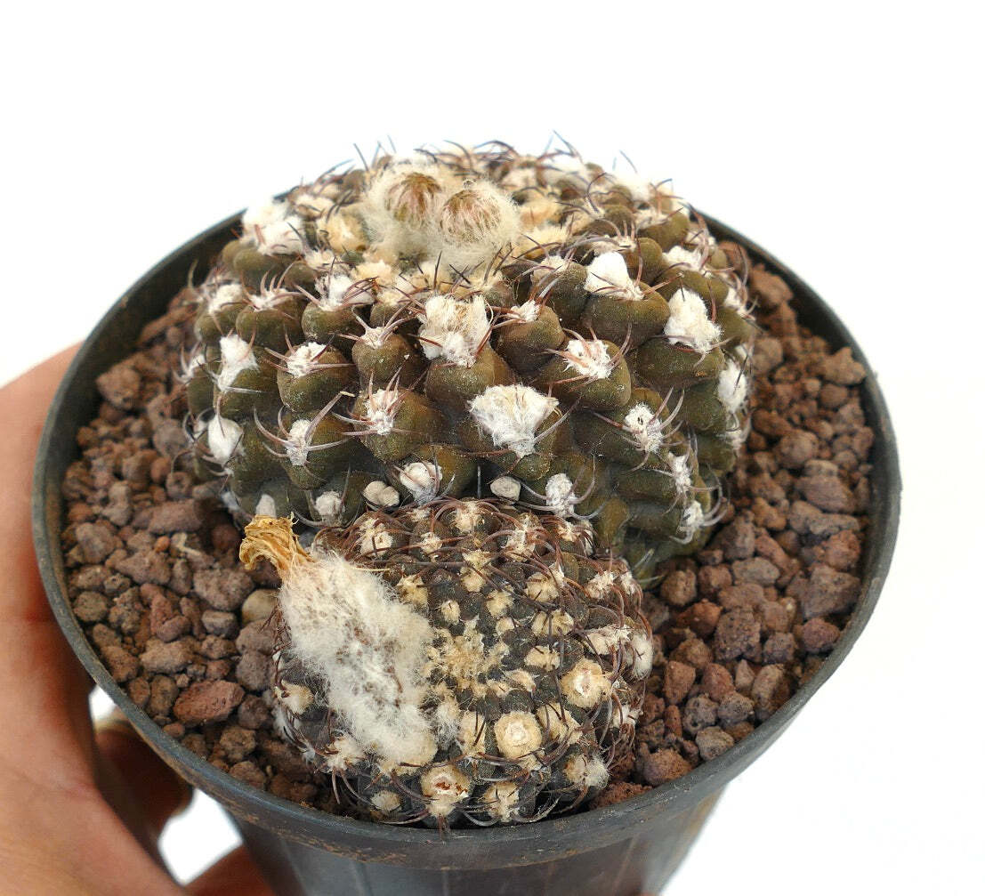 Eriosyce reichei f. krausii (syn. Neoporteria) –