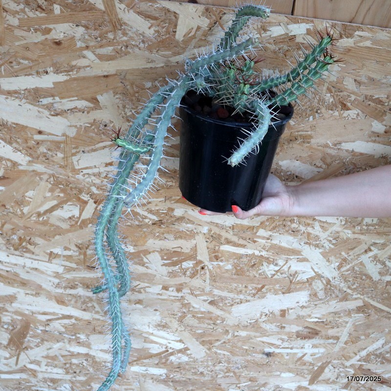 D5345 EUPHORBIA SAXORUM pot18-H82-W33 cm MaMa Cactus