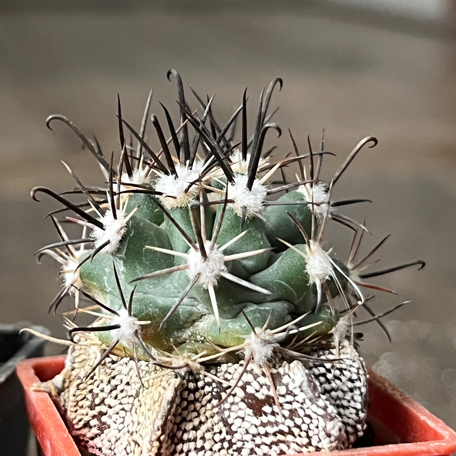 A26-1481 Sclerocactus parviflorus RP22, 4 pieces, grafted