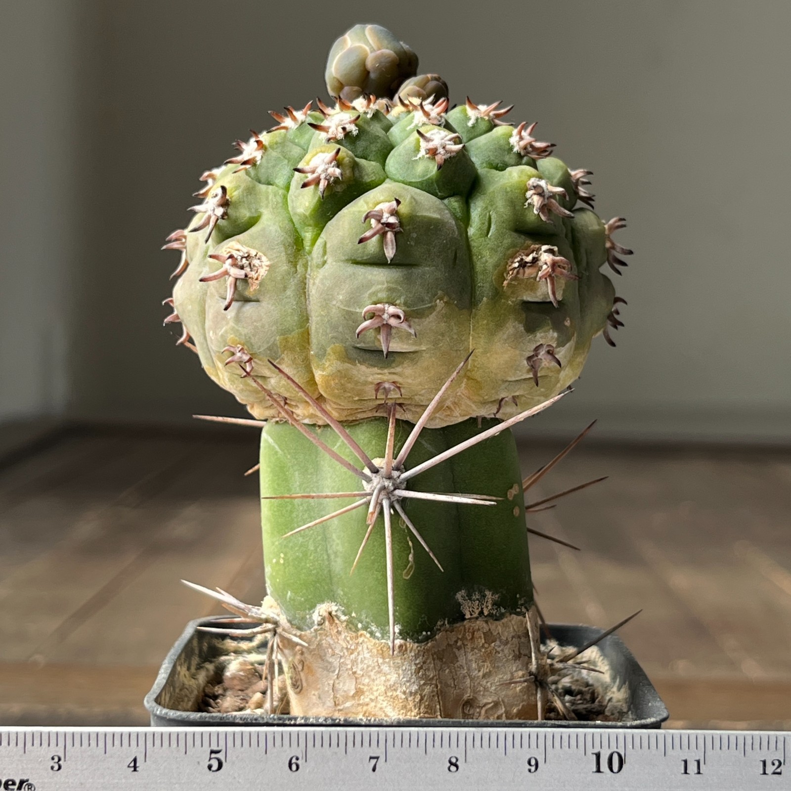 A38-2062 Gymnocalycium spegazzinii SL-044b, grafted