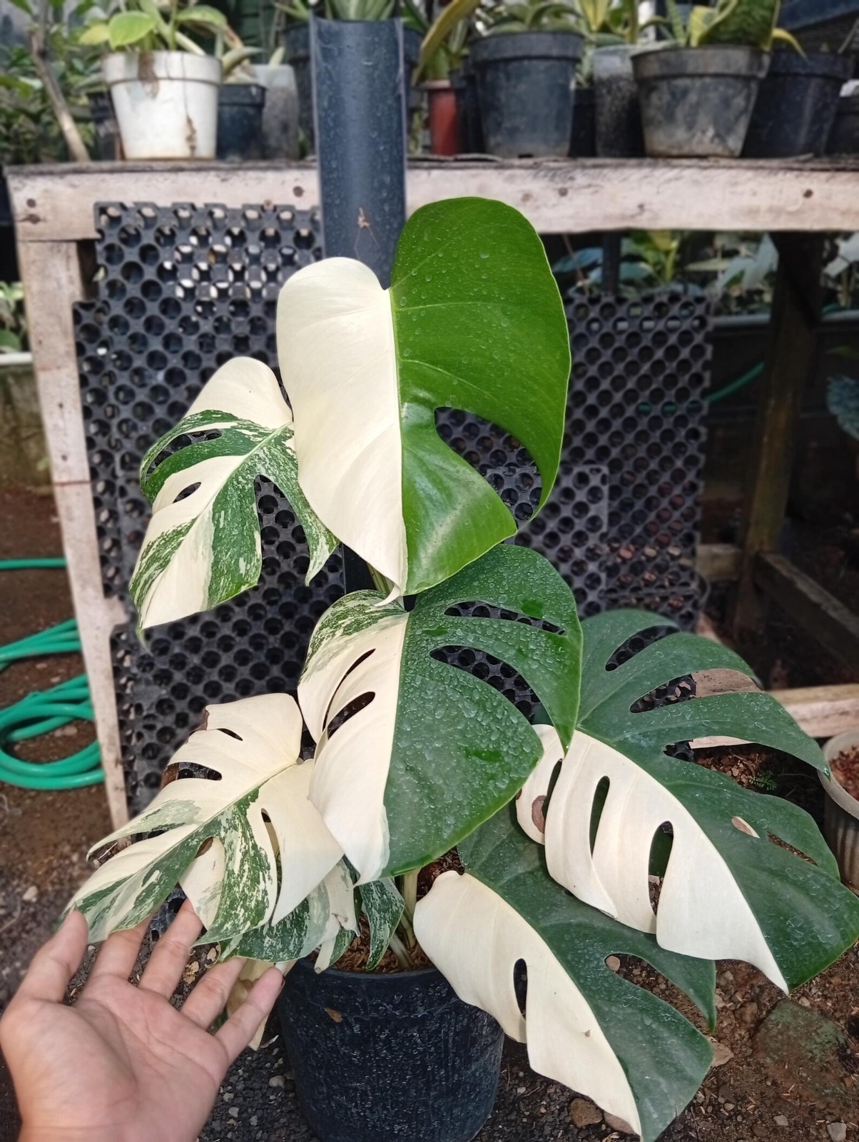 Real Picture Monstera Halfmoon x White Tiger Variegated 7 Leaves Large Size