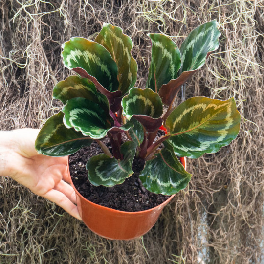 Calathea Medallion in 6 inch Pot | Indoor & Outdoor Live Tropical House plant