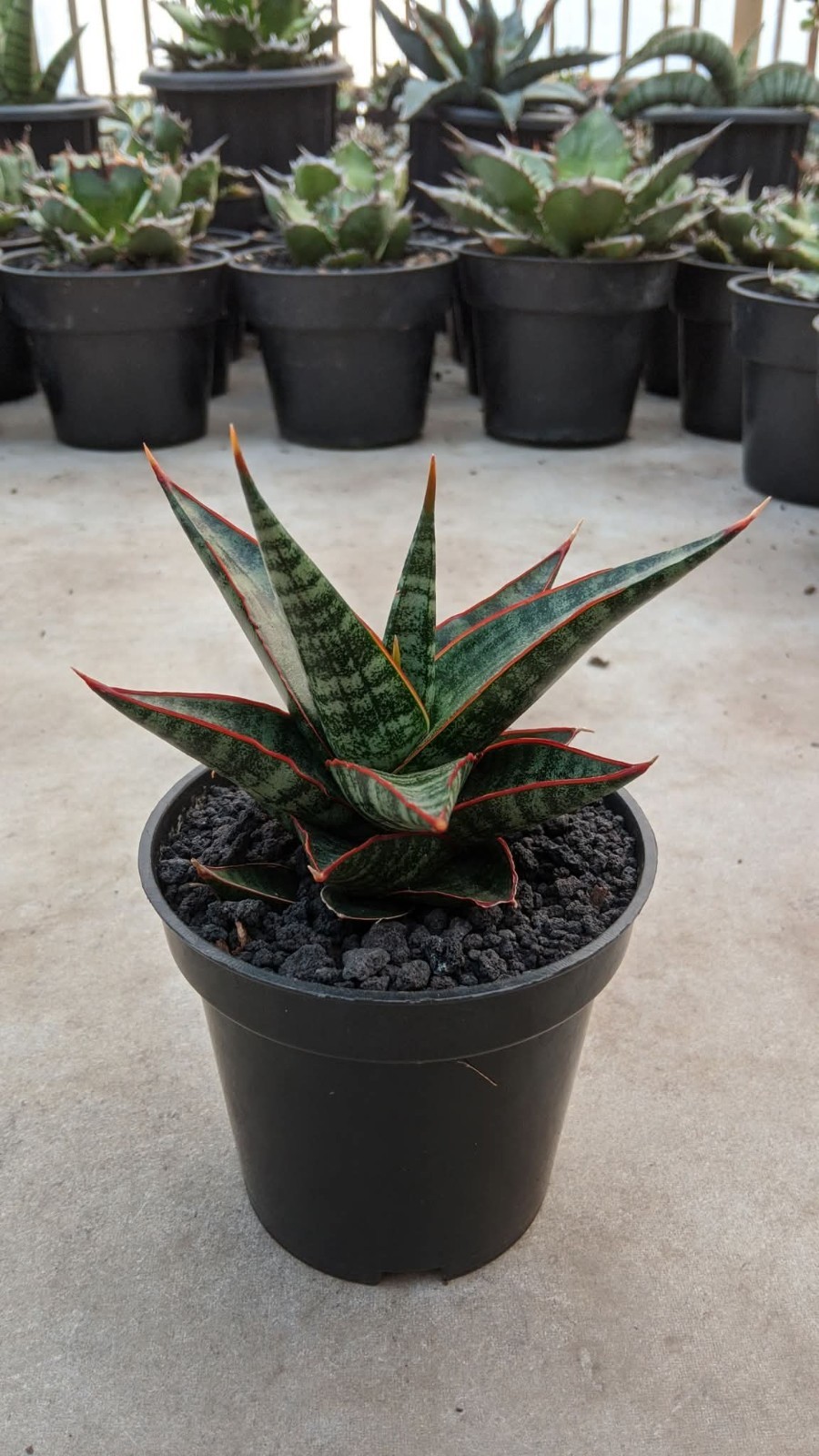 Sansevieria Hybrid Rorokidul Rare Uniqe Snake Plant
