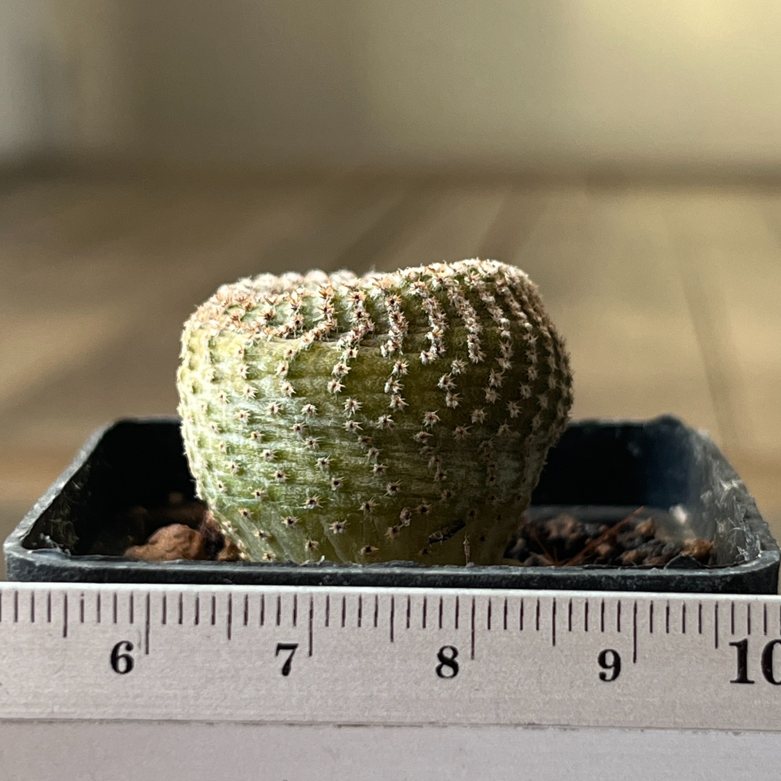 A42-2009 Yavia cryptocarpa, grafted