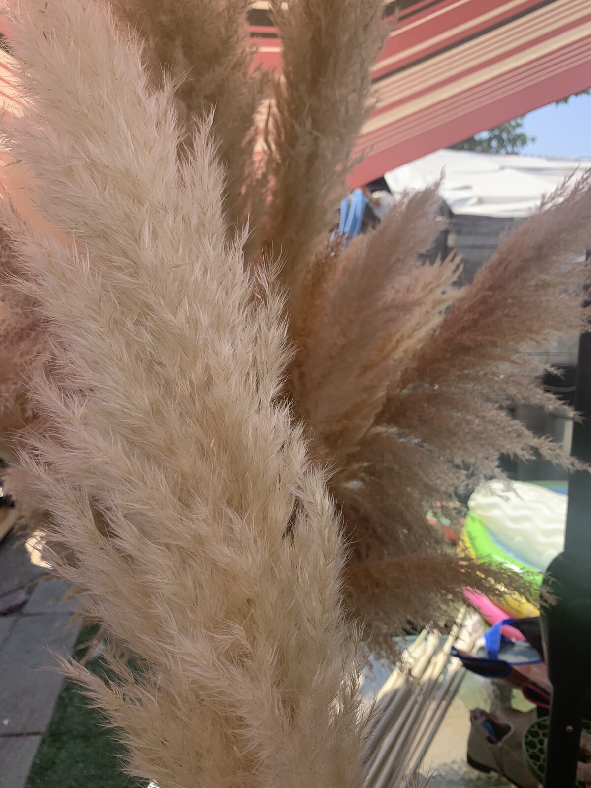 Dried flowers- Box of 12 (36”) natural white beige pampas grass