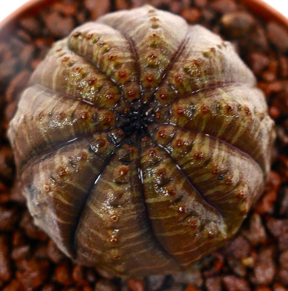 Euphorbia obesa BROWNISH BODY with extra RIB C182 – Basketball plant | Baseball