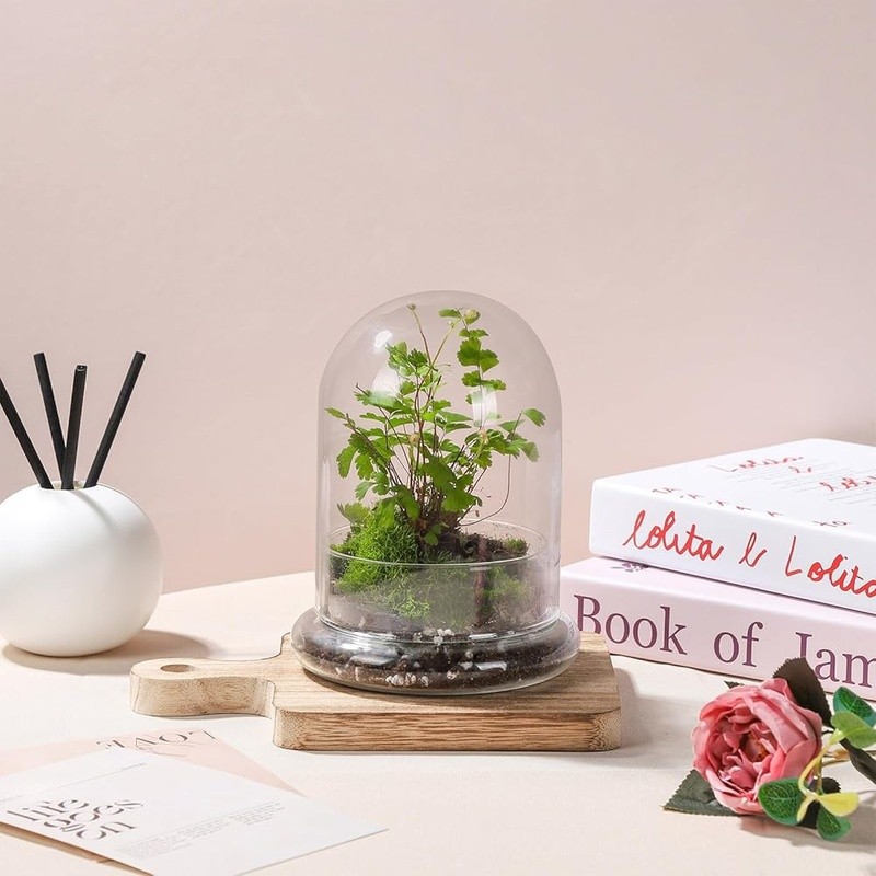 Exquisite Glass Terrarium Dome Mini Cloche Indoor Plants Display Container New
