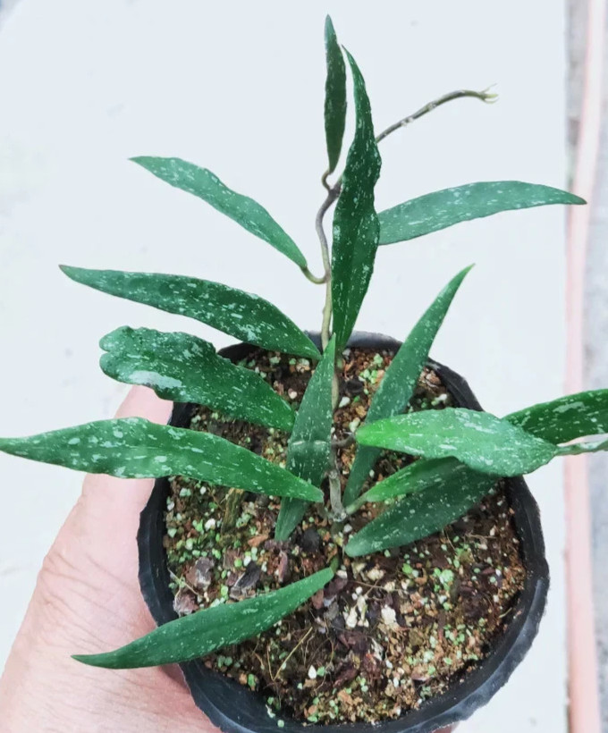 Hoya Mirabilis Rare Plant