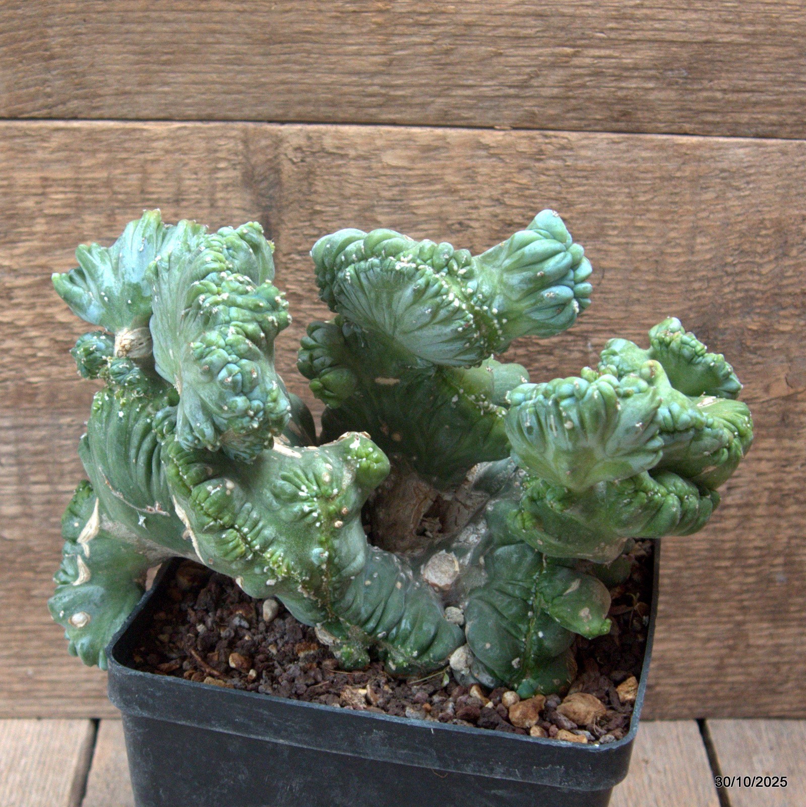 D7237 MYRTILLOCACTUS GEOMETRIZANS CRESTED pot14-H16-W23 cm MaMa Cactus