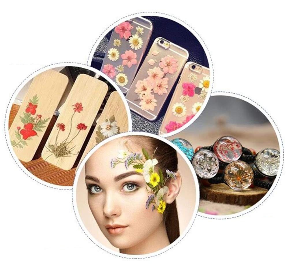 Assorted Yellow Nature Real Dried Pressed Colorful Daisies Flowers Art Resin