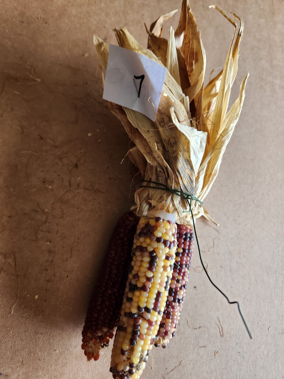 Mini Indian Corn, Approx 5″ Long – Thanksgiving, Fall, Decor, Small #7