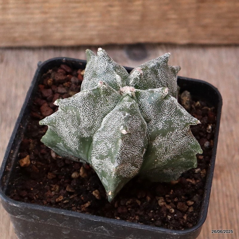 D4872 ASTROPHYTUM MYRIOSTIGMA KIKKO pot8-H5-W7 cm MaMa Cactus