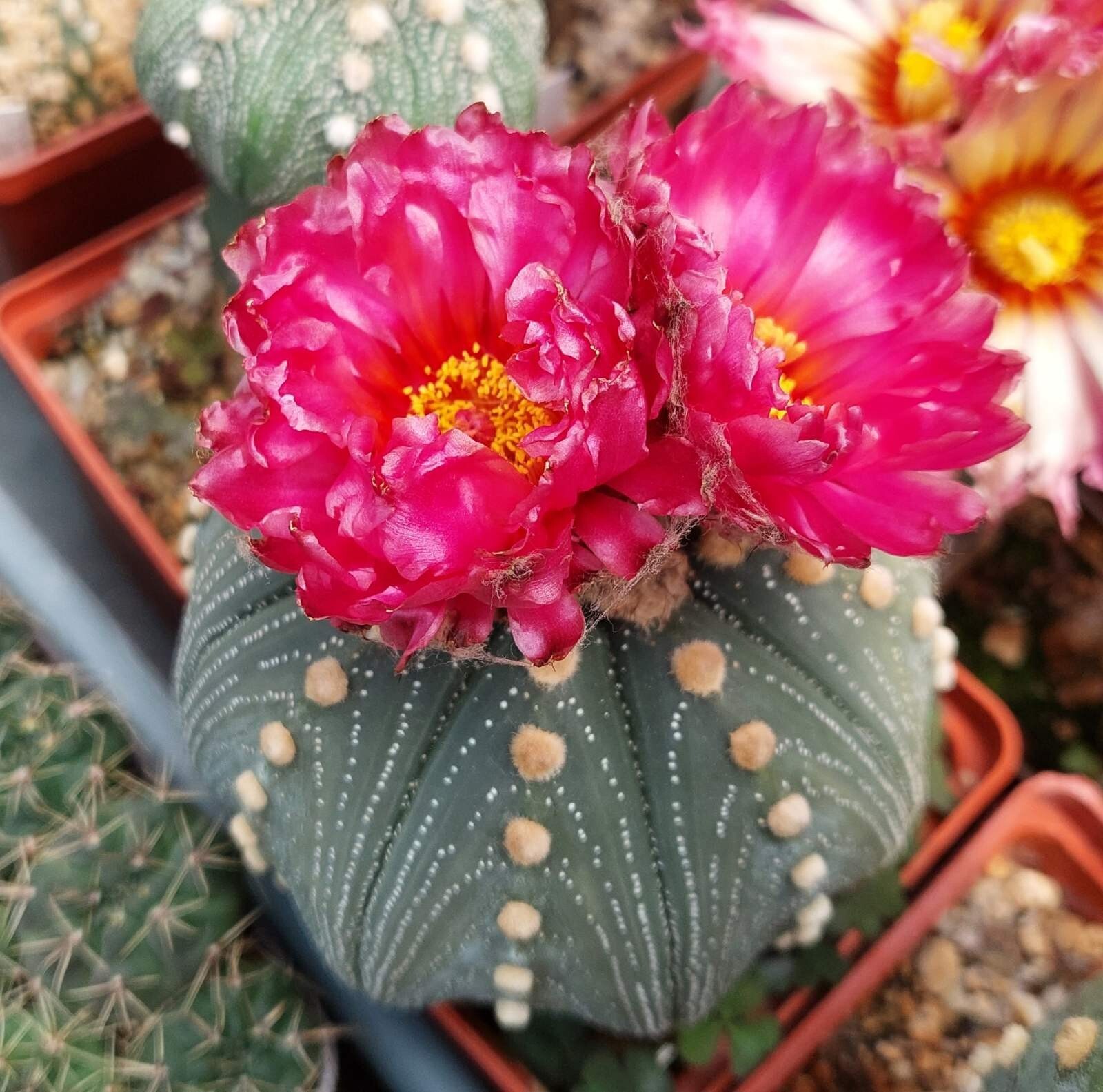 Astrophytum asterias ‘Akabana’ 100seeds harvest 2025