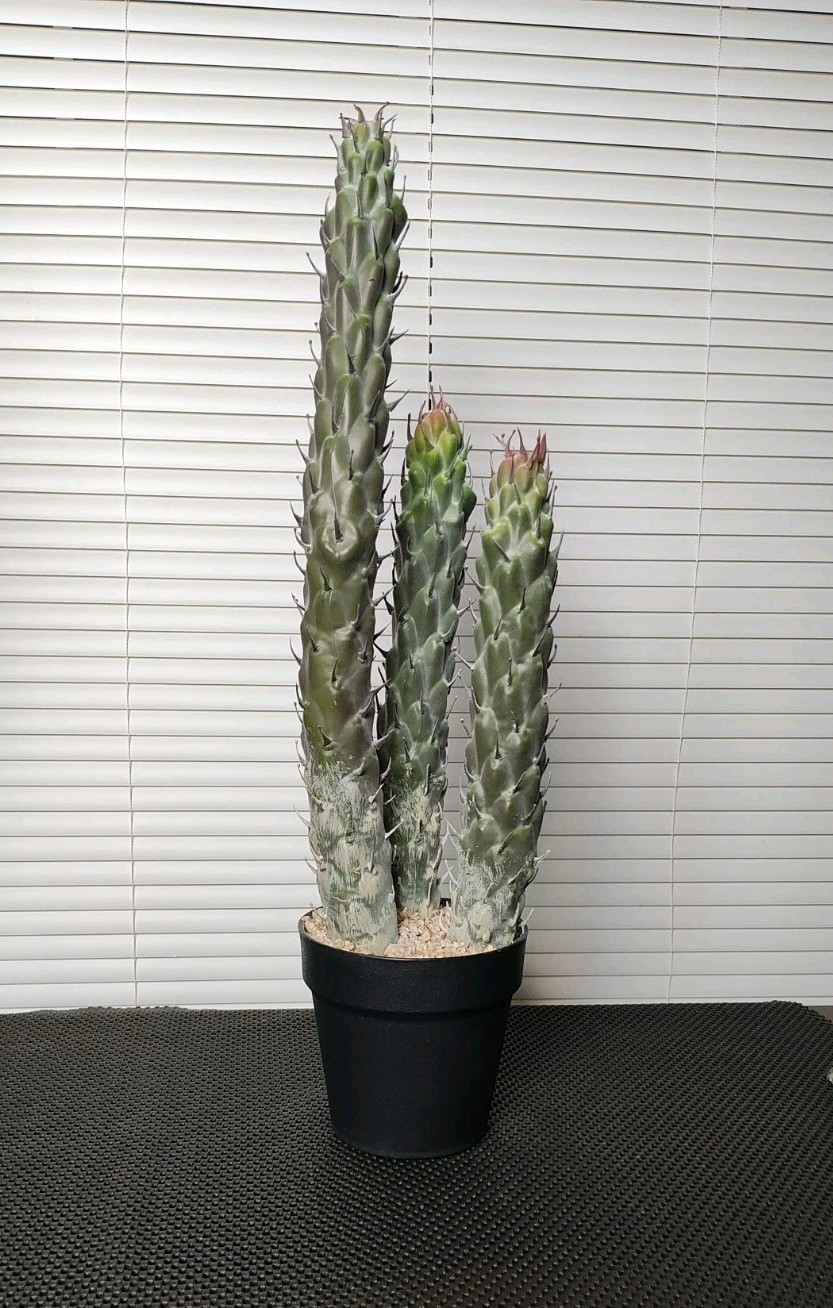 22″ Succulent Cactus Realistic Artificial Plant Home Office Decor Brand New