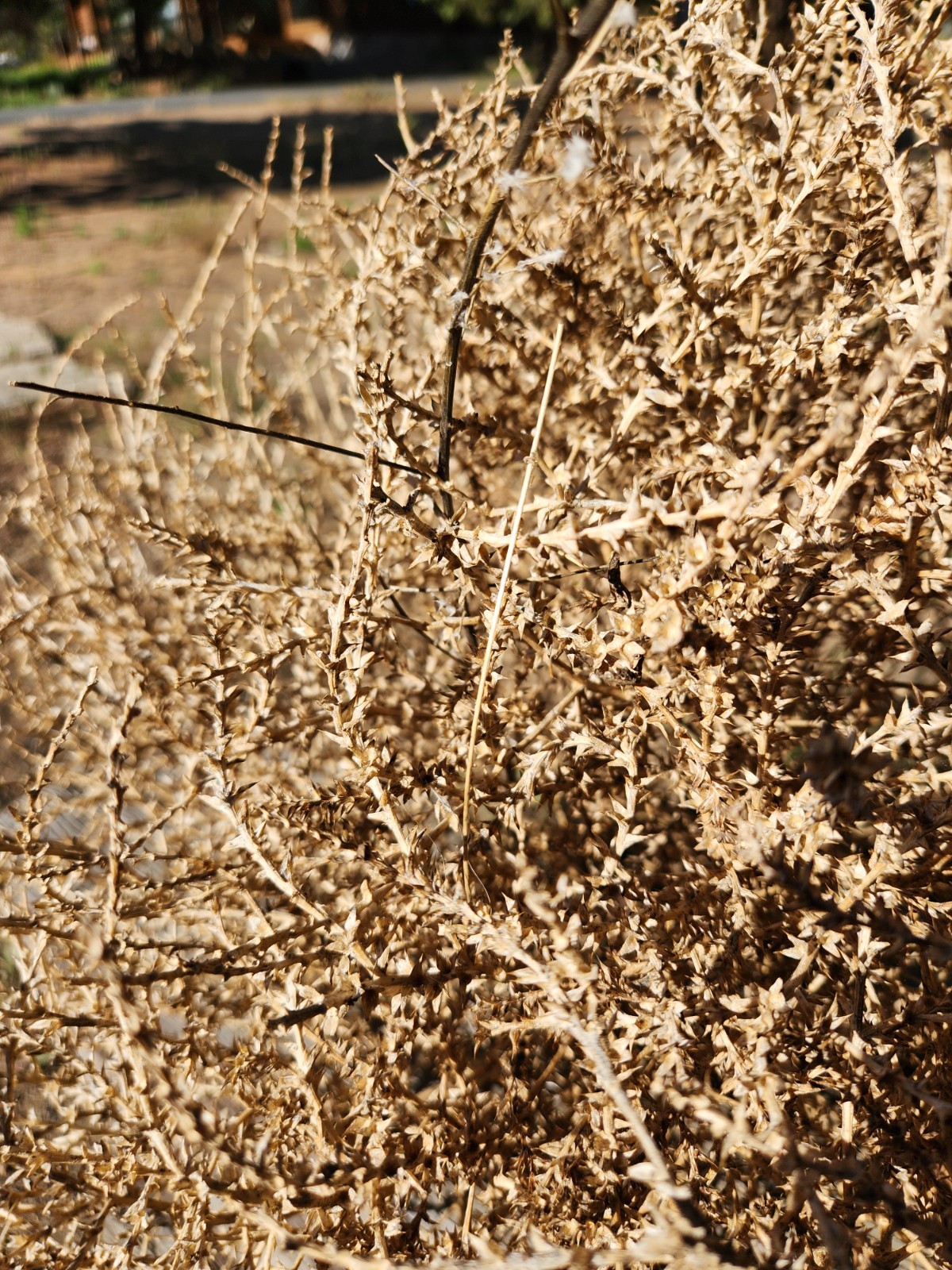 Real Oregon Tumbleweeds | Naturally Harvested for Crafts, Arts, Lamps, Decor