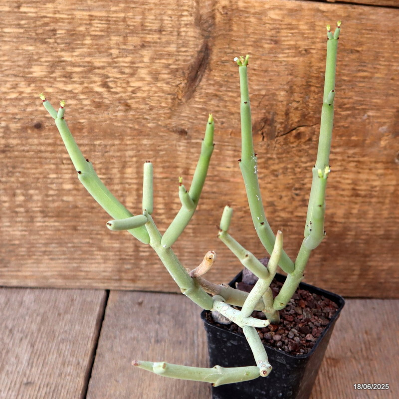 D4664 EUPHORBIA CHERSINA pot7-H18-W19 cm MaMa Cactus