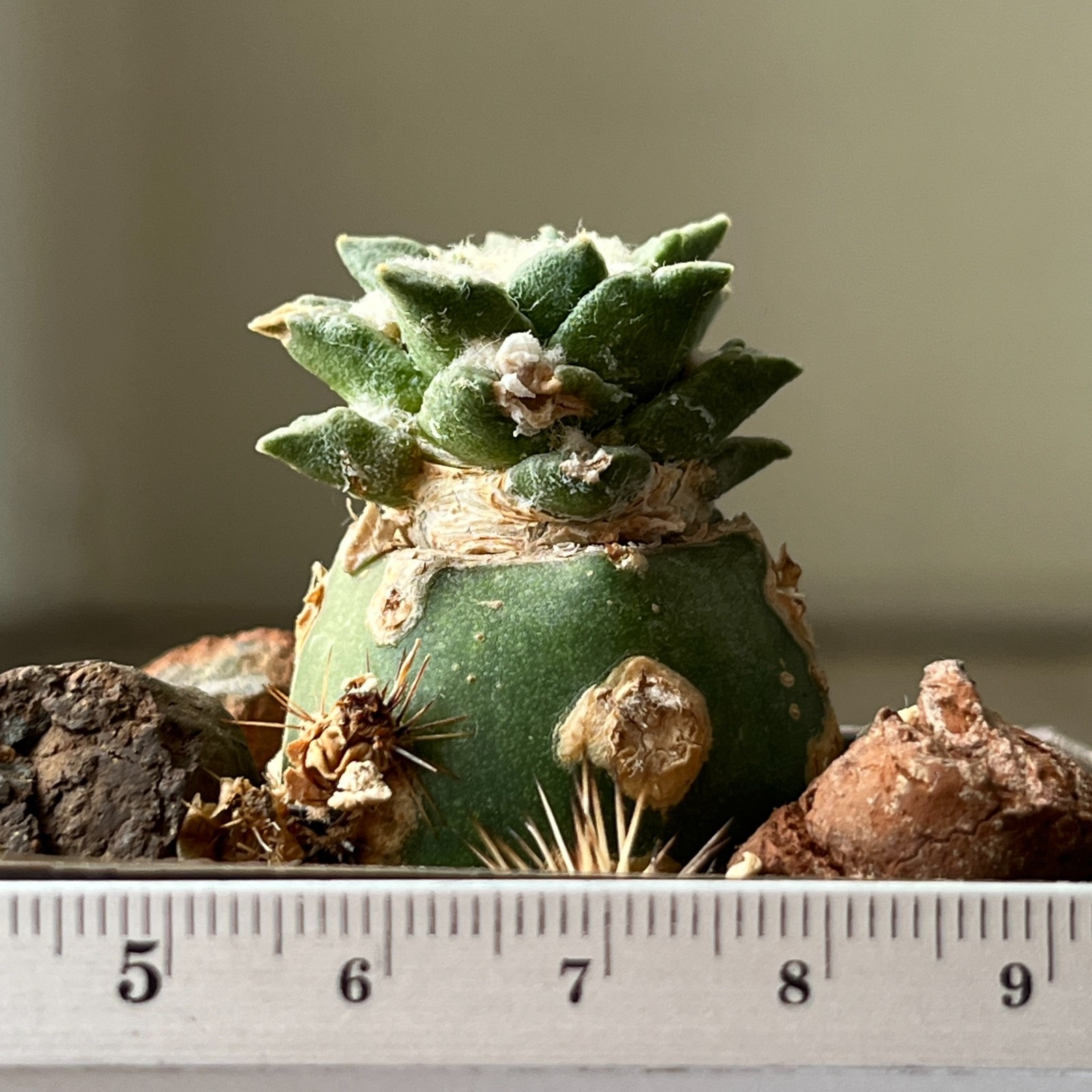 A1-956 Cactus hybr (agavoides x kotschoubeyanus), grafted