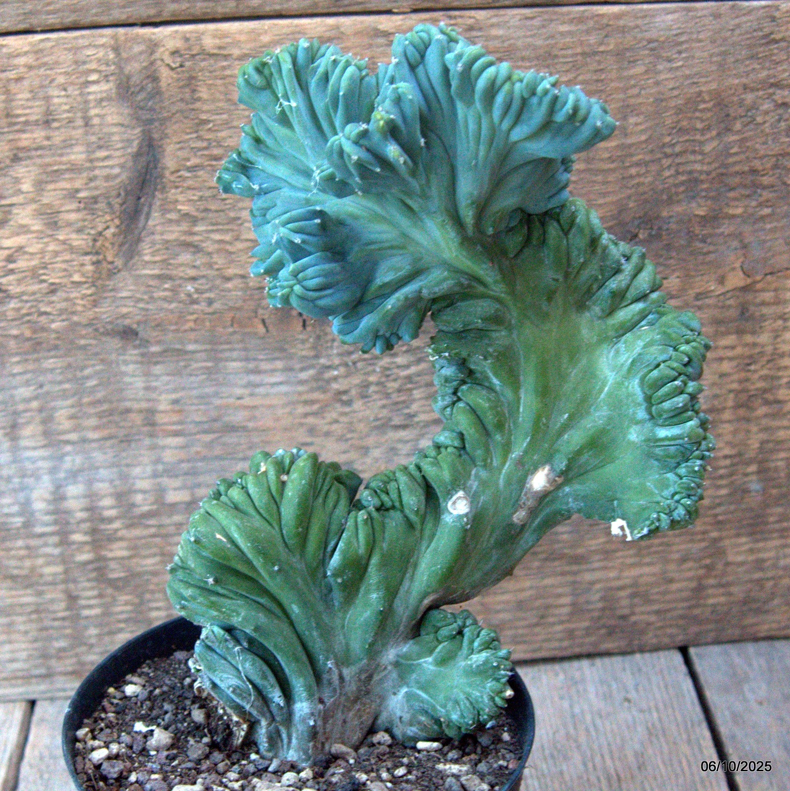 D6897 MYRTILLOCACTUS GEOMETRIZANS CRESTED pot12-H20-W15 cm MaMa Cactus
