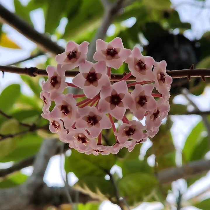 Hoya Carnosa Clinton Jade Rare Tropical Wax Plant