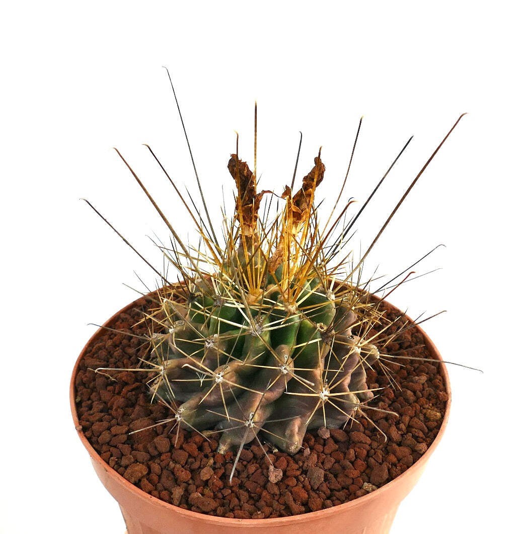 Ferocactus hamatacanthus GOLDEN SPINES – Fishhook barrel cactus | Texas barrel c