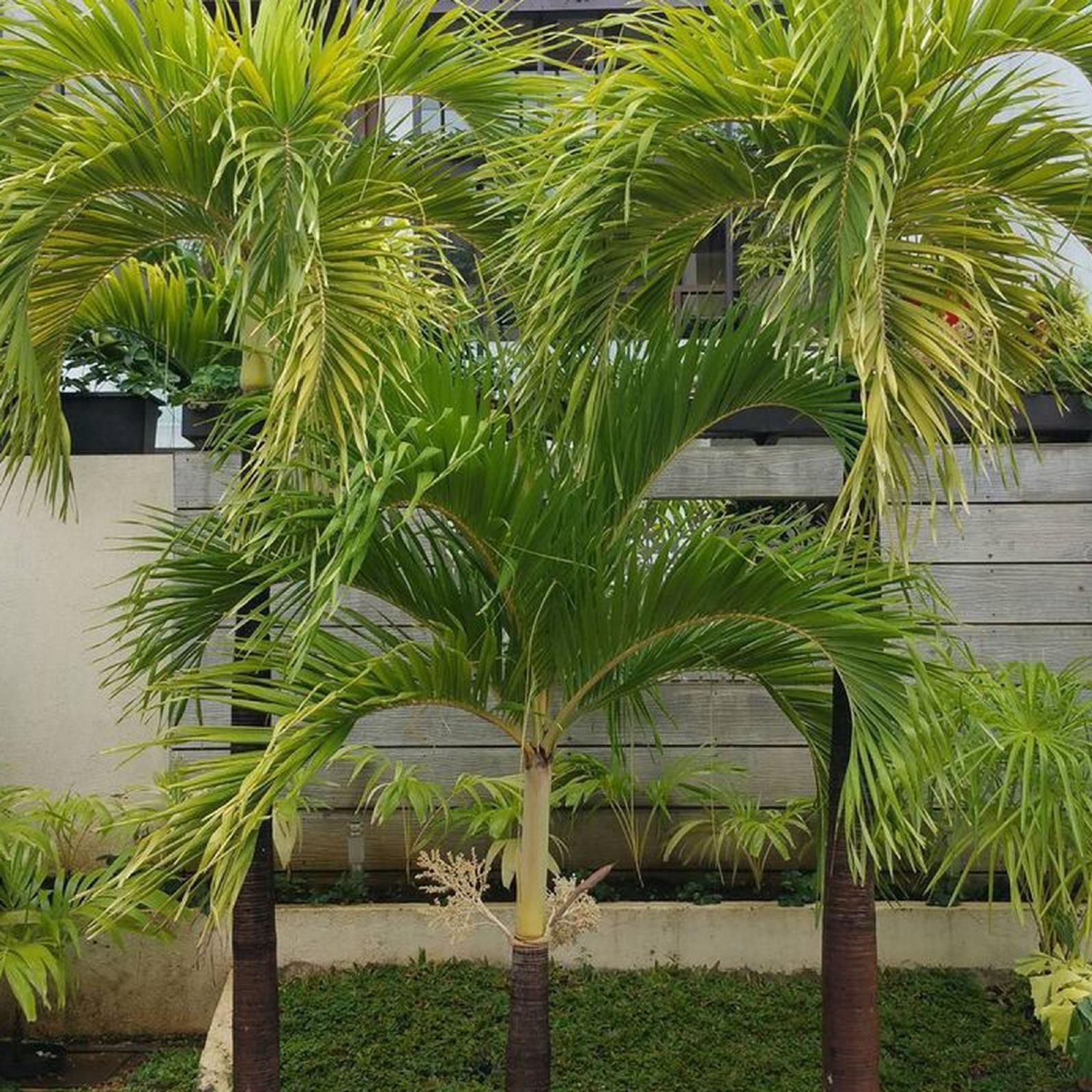 Veitchia Merrillii Palm Live Plant Christmas Palm Tropical Tree Grow in pot