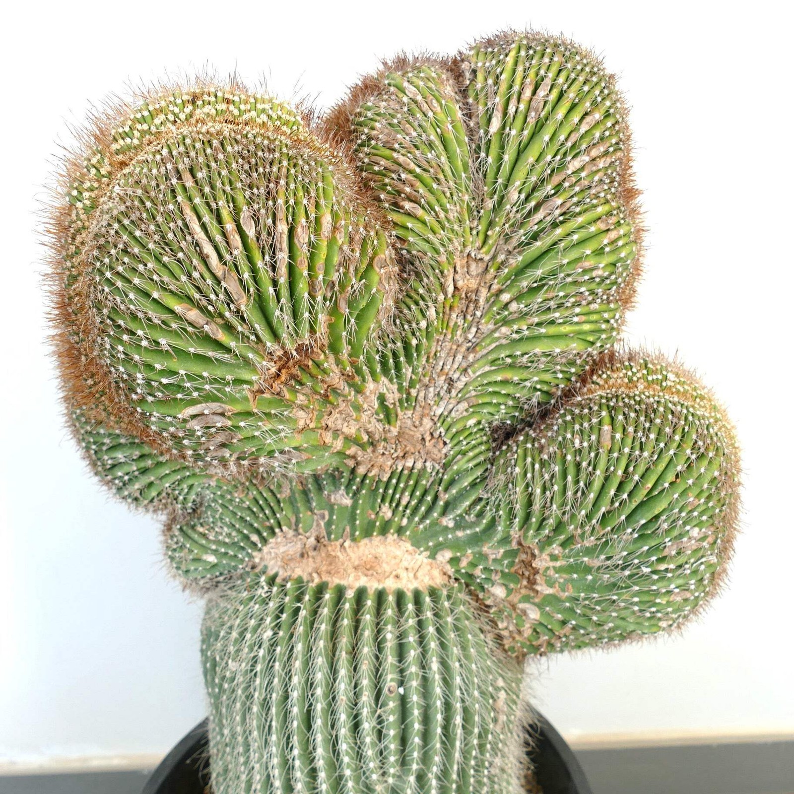 Carnegiea polylopha SAGUARO CRESTATO 66x38cm – Cardon | Elephant cactus