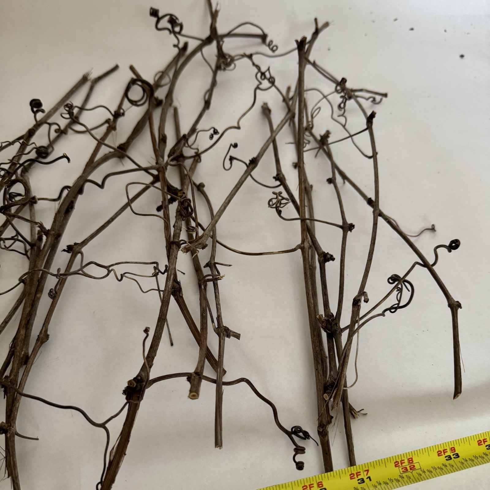 Huge Lot Of Grapevine tendrils & twigs Dried Natural floral Craft & small pets