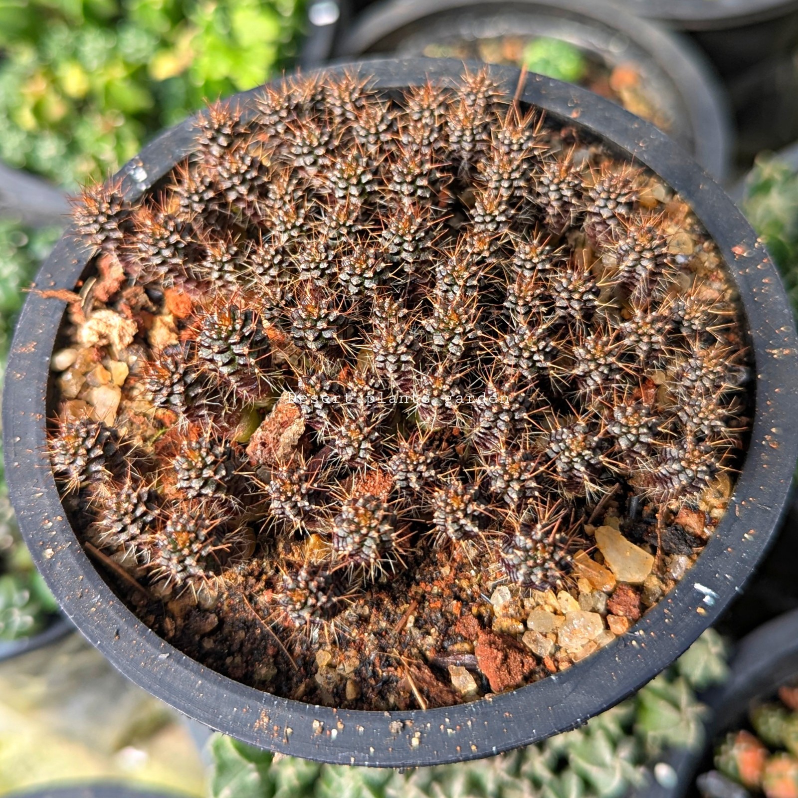 Frailea angelesii (P390) 25seeds