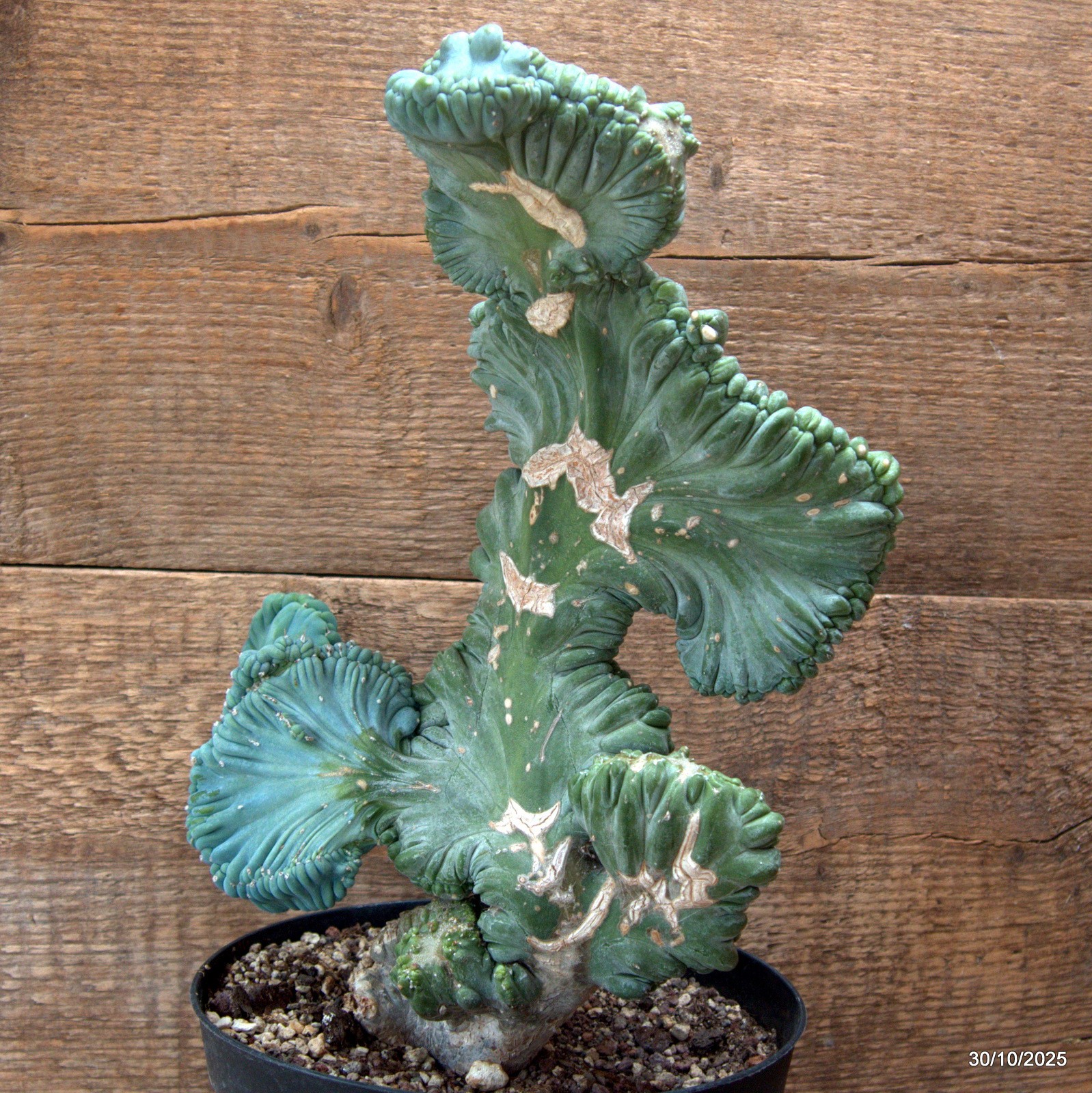 D7242 MYRTILLOCACTUS GEOMETRIZANS CRESTED pot18-H34-W23 cm MaMa Cactus