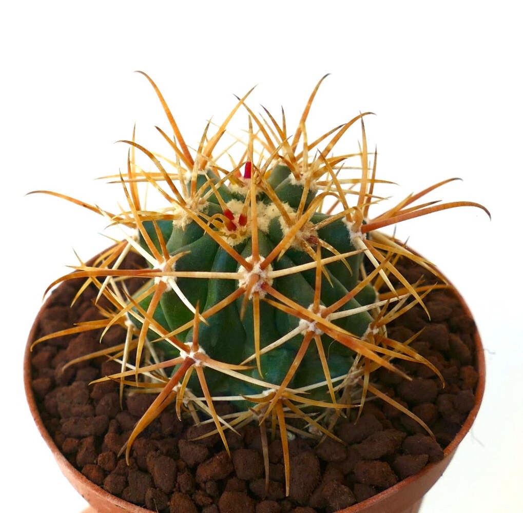 Ferocactus chrysacanthus DARK YELLOW SELECTED SPINES – Golden barrel cactus | So