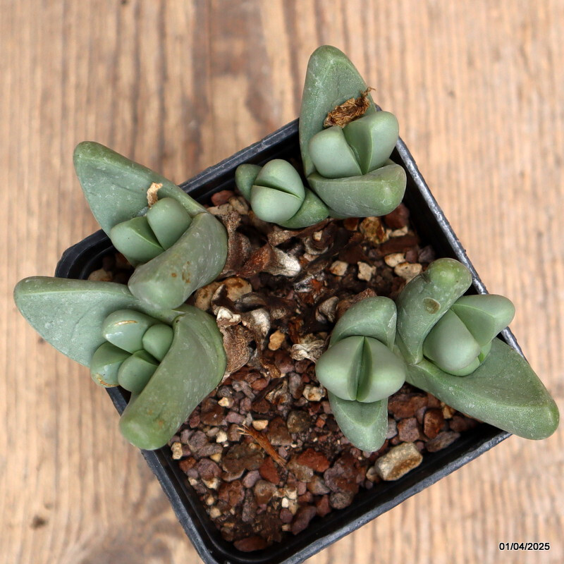 D928 ARGYRODERMA FRAMESII pot7-H5-W11 cm MaMa Cactus