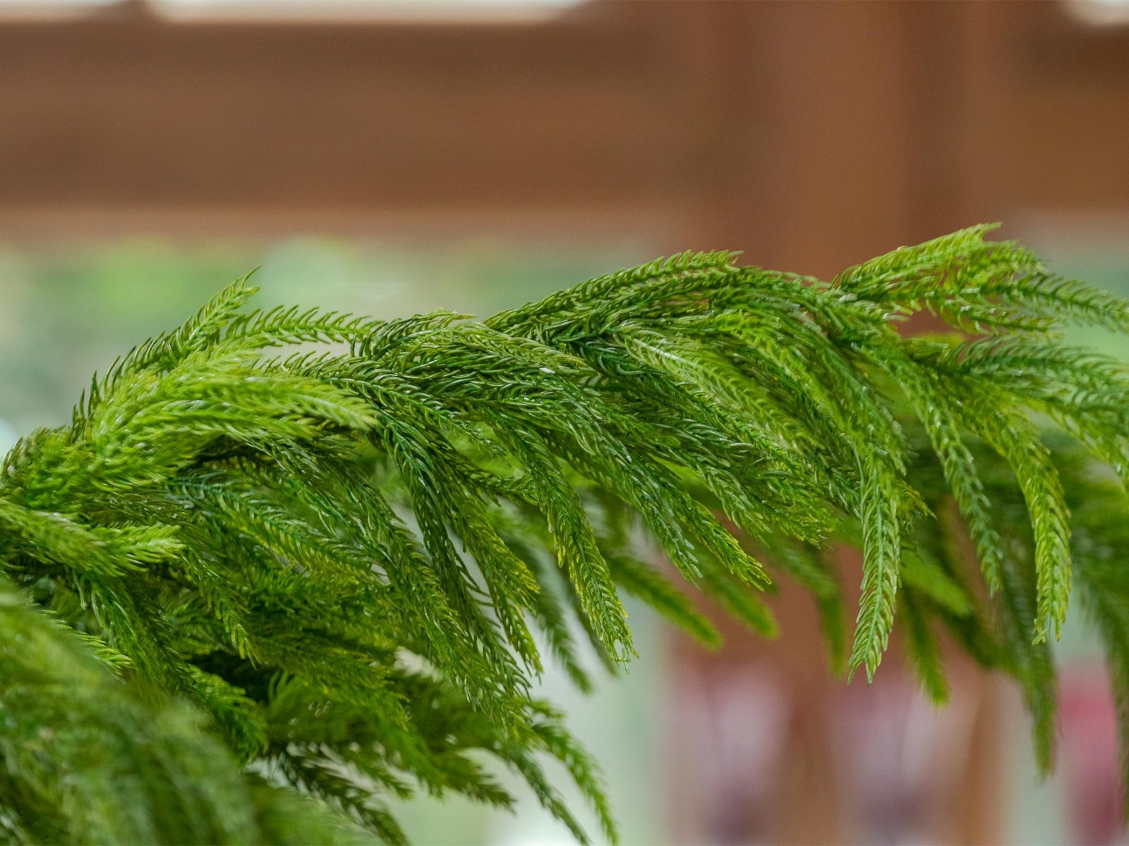 6PCS 39” Norfolk Pine Stems Real Touch, Christmas Greenery Pine Branches