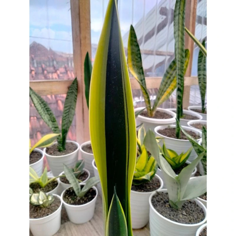 Sansevieria Lillian True Rare Unique Snake Plant Exotic Plant PL054