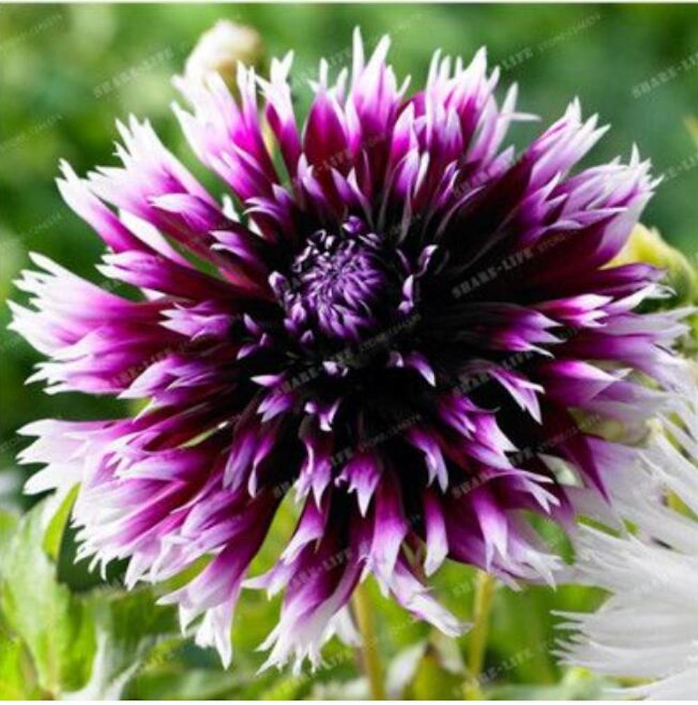 (10) DAHLIA SEEDS rare exotic flower bloom garden plant USA SELLER W/TRACK
